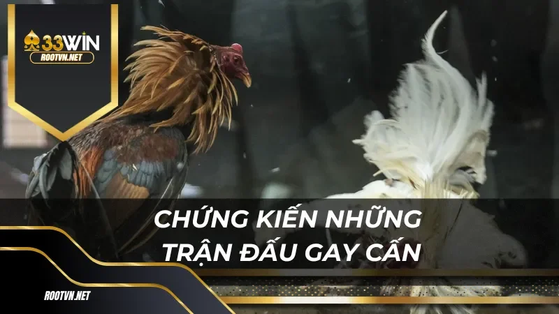 Tổng Quan Sảnh Đá Gà 33WIN